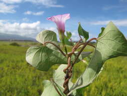 Plancia ëd Ipomoea triloba L.