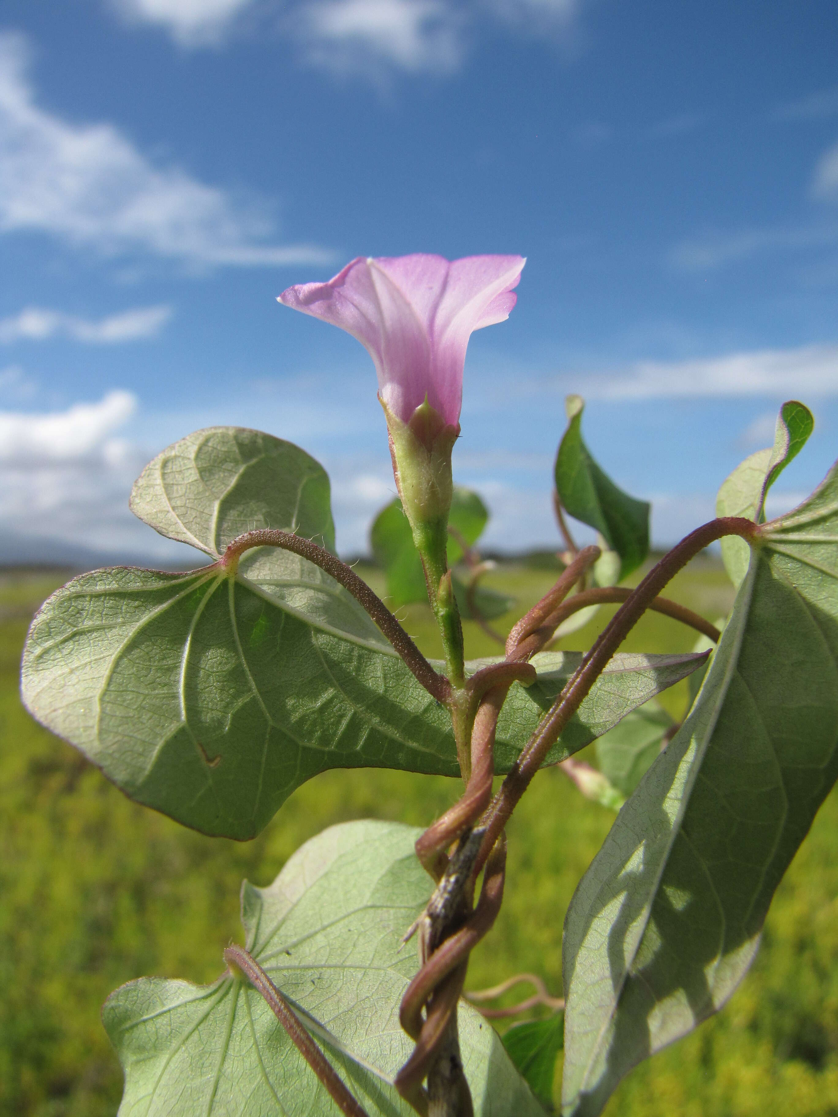 Plancia ëd Ipomoea triloba L.