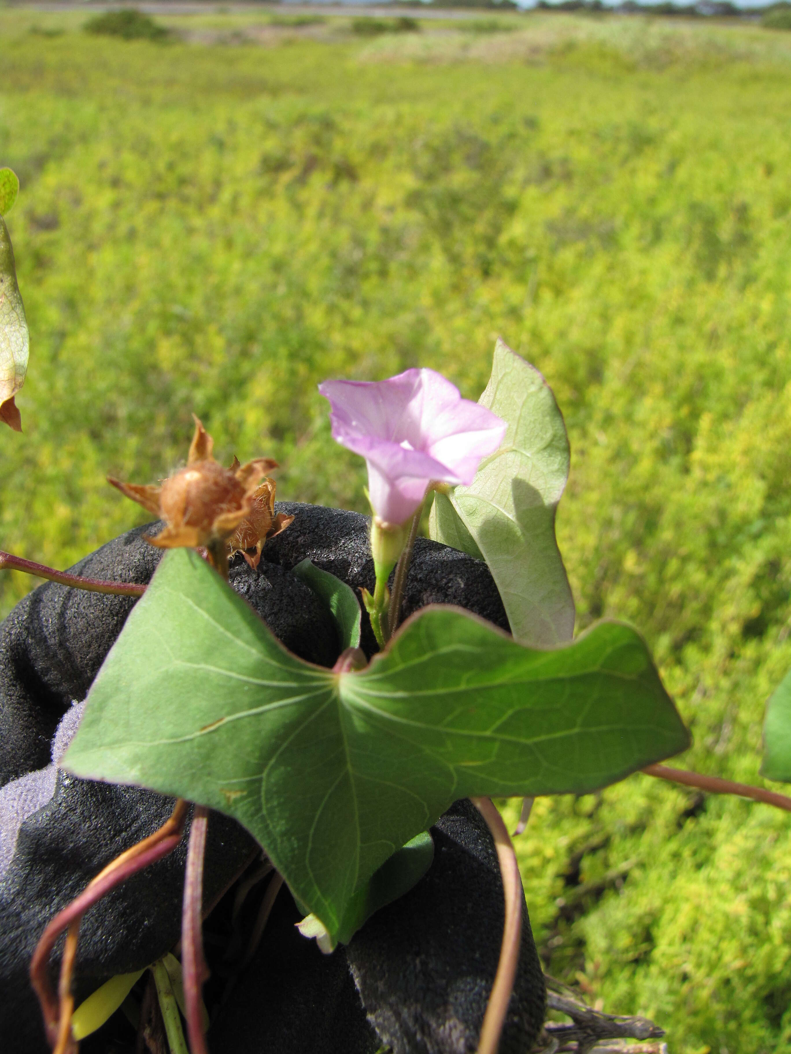 Plancia ëd Ipomoea triloba L.