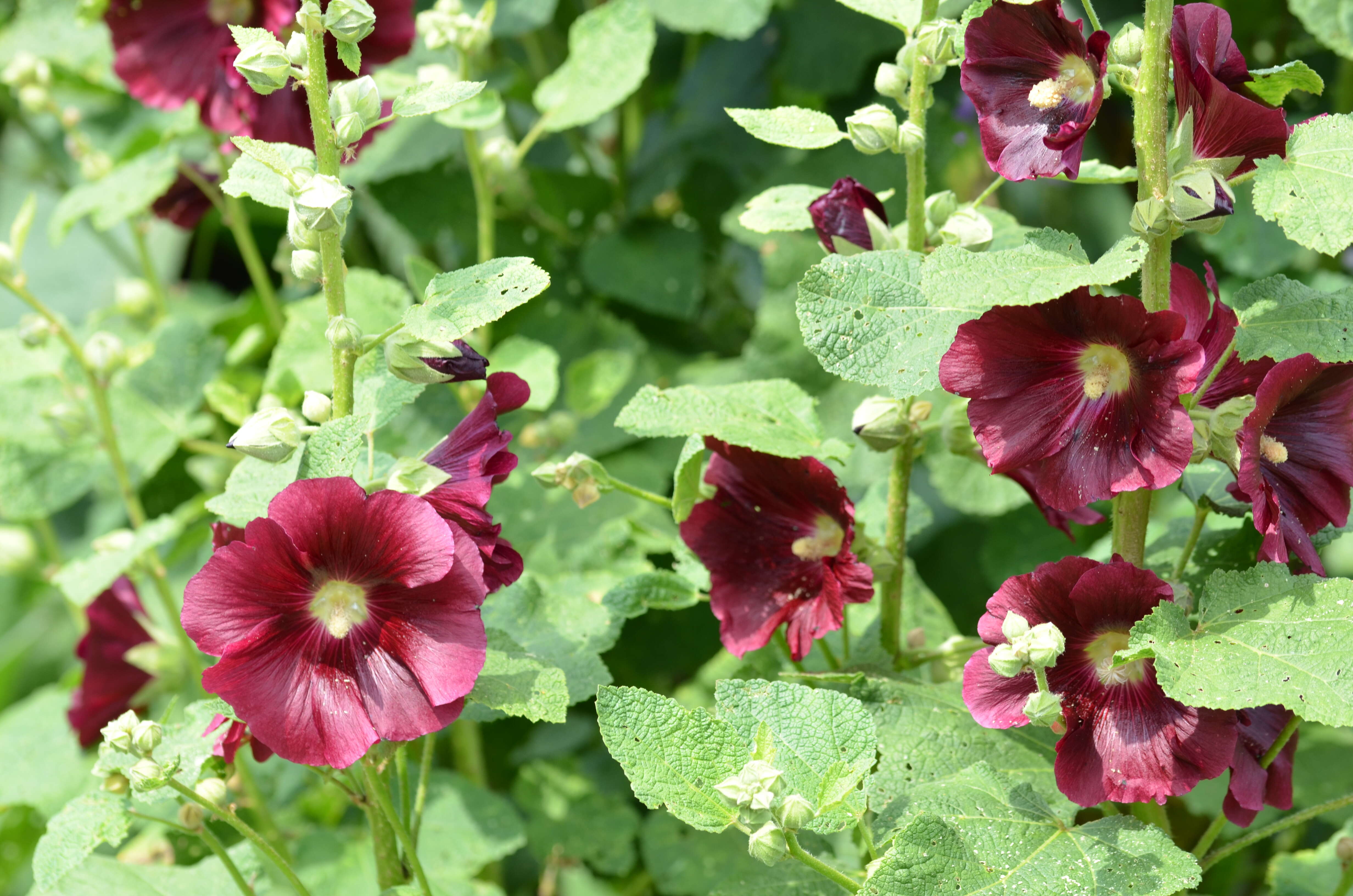 Image of hollyhock