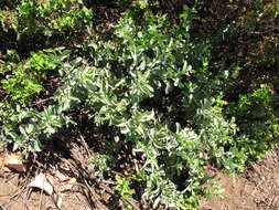 Image of coastal sandalwood