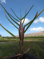 Image of Seashore paspalum