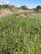 Image of Seashore paspalum