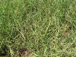 Image of Seashore paspalum