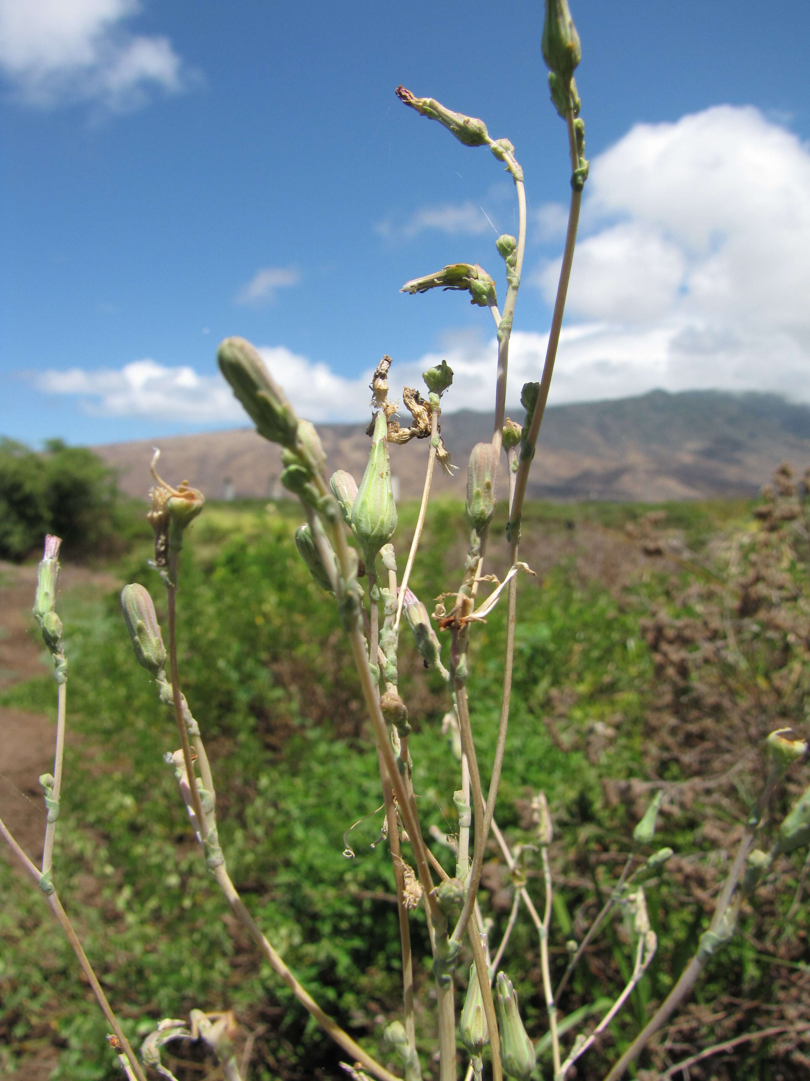 Image of garden lettuce