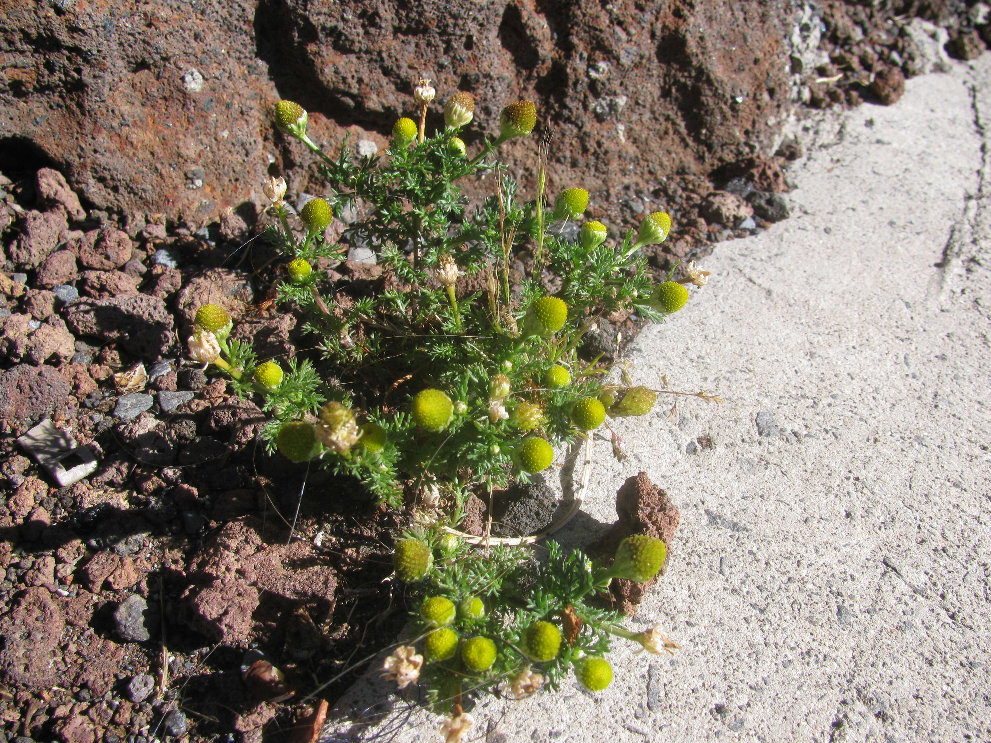 Image of disc mayweed