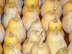 Image of Butternut Pumpkin