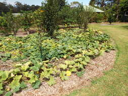 Image of Butternut Pumpkin