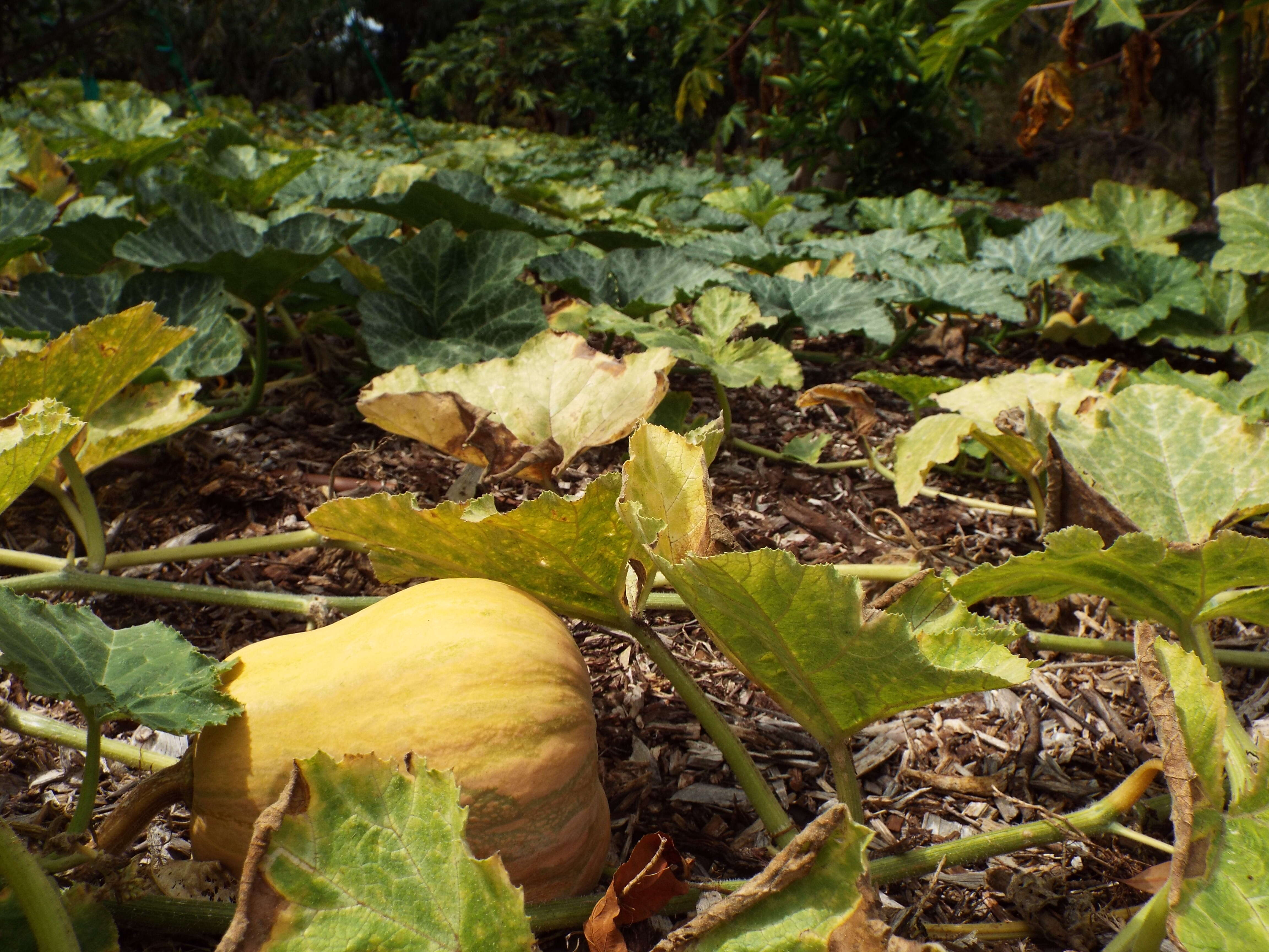 Image of Butternut Pumpkin