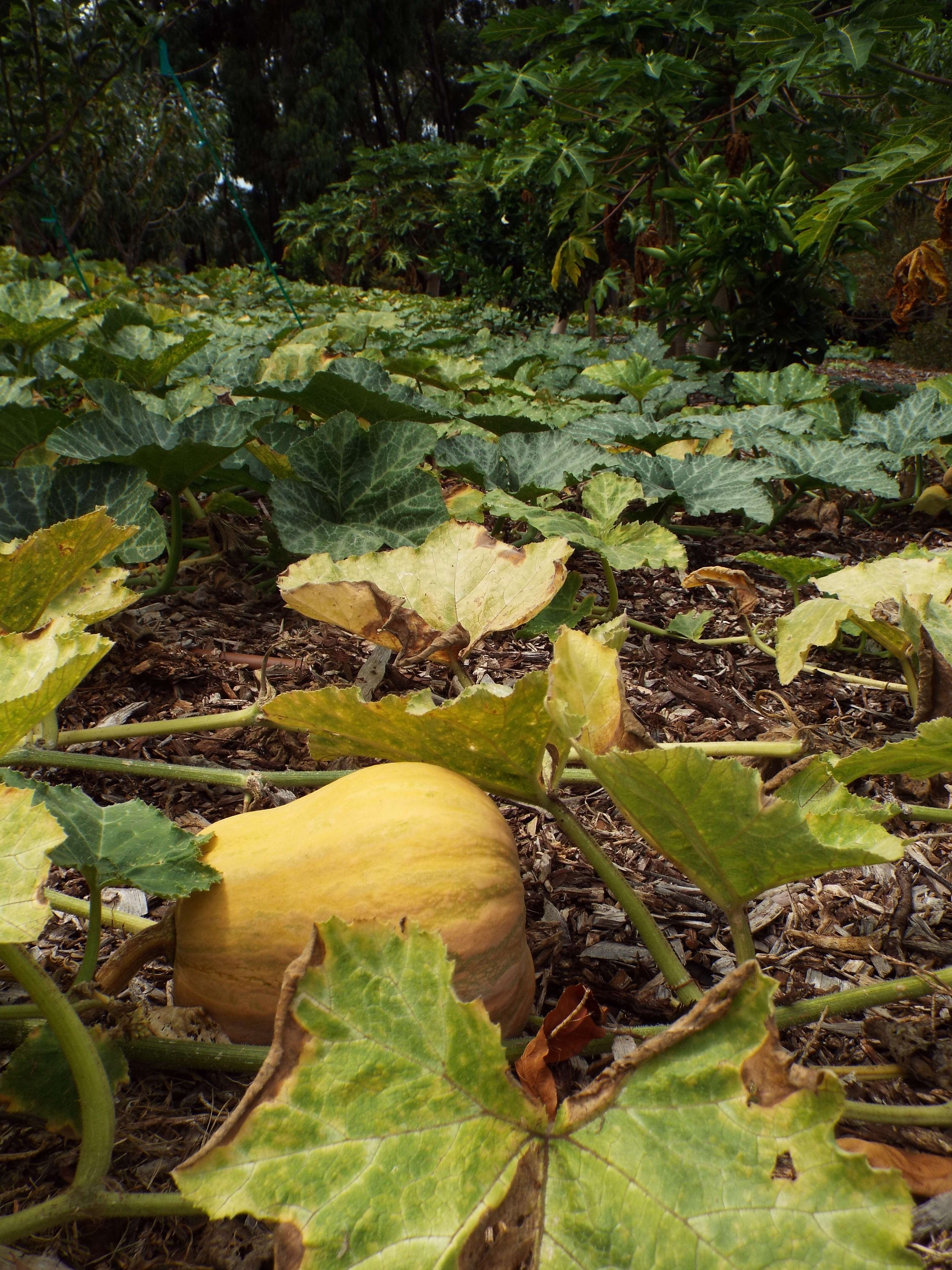 Image of Butternut Pumpkin