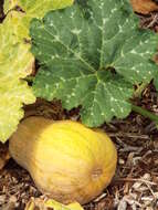 Image of Butternut Pumpkin