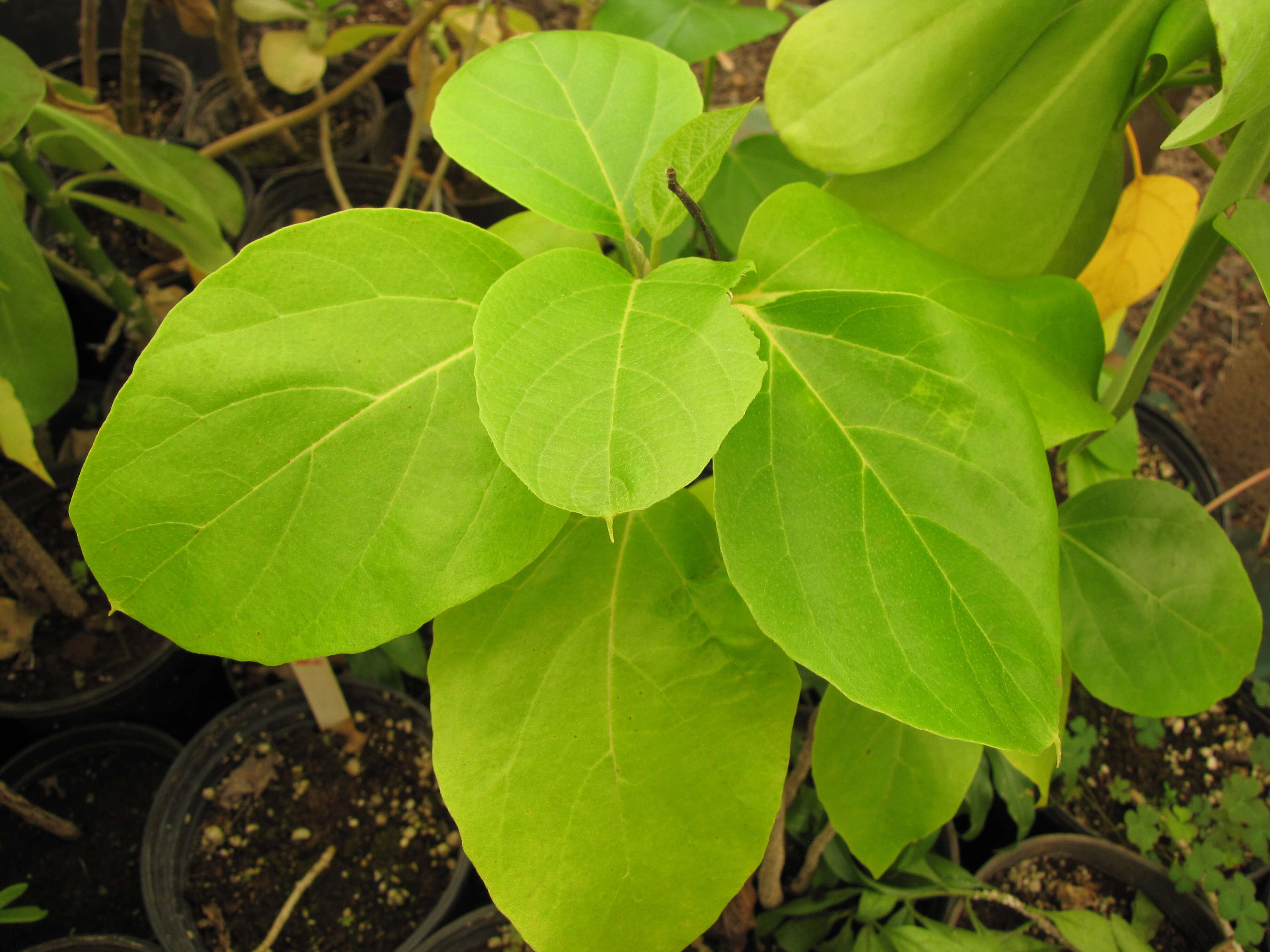 Image of largeleaf geigertree