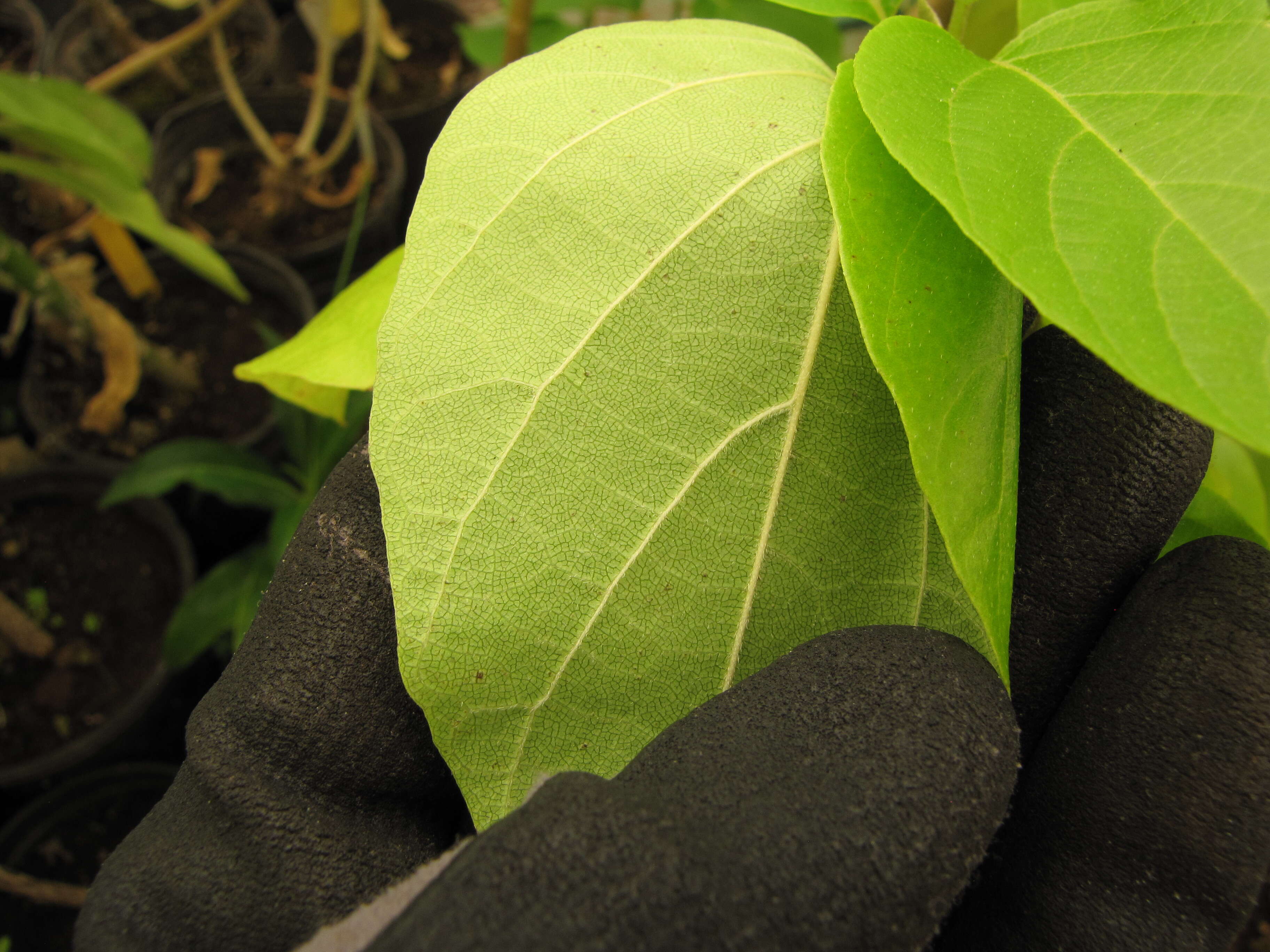 Image of largeleaf geigertree