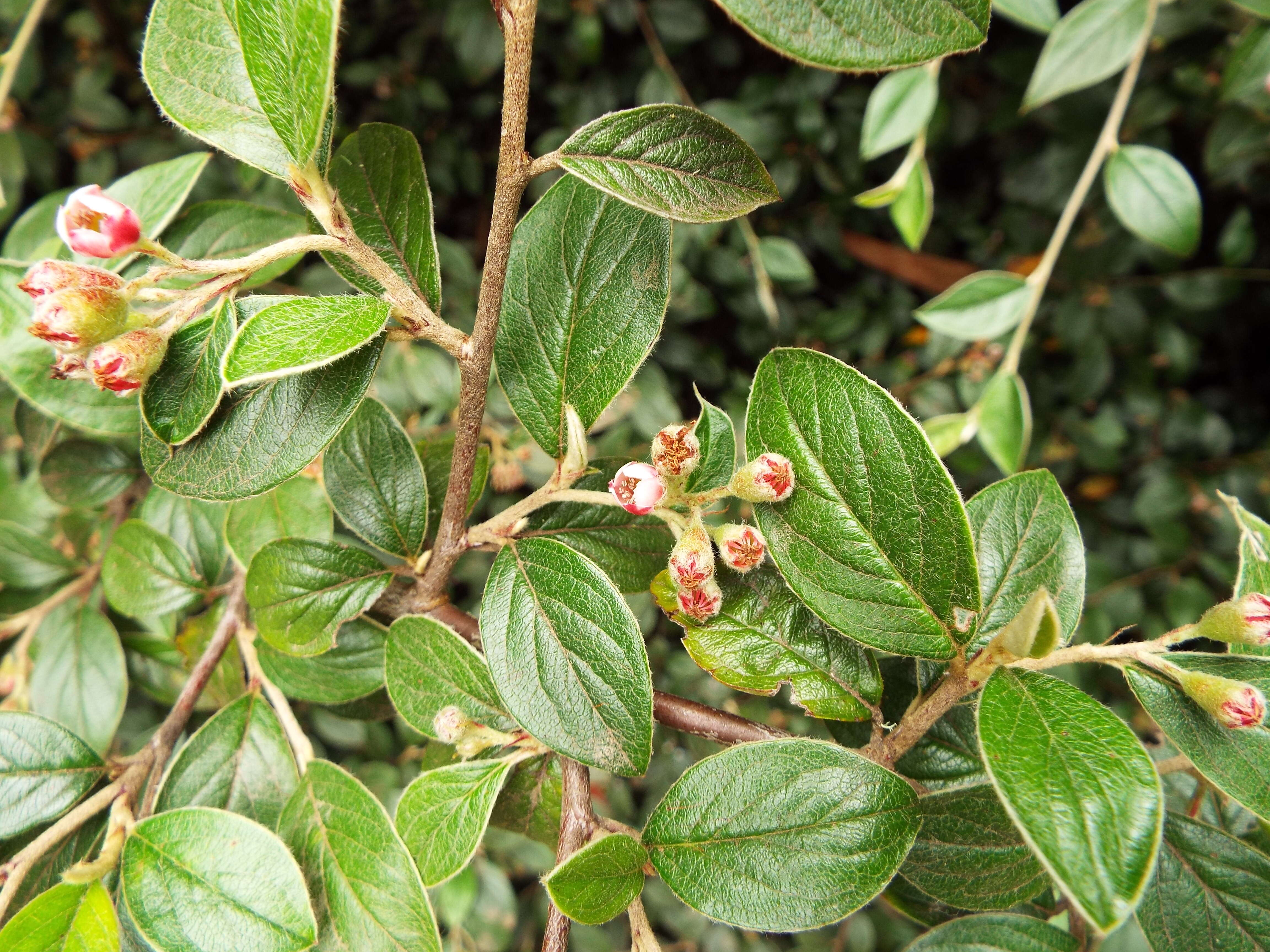 Sivun Cotoneaster pannosus Franch. kuva