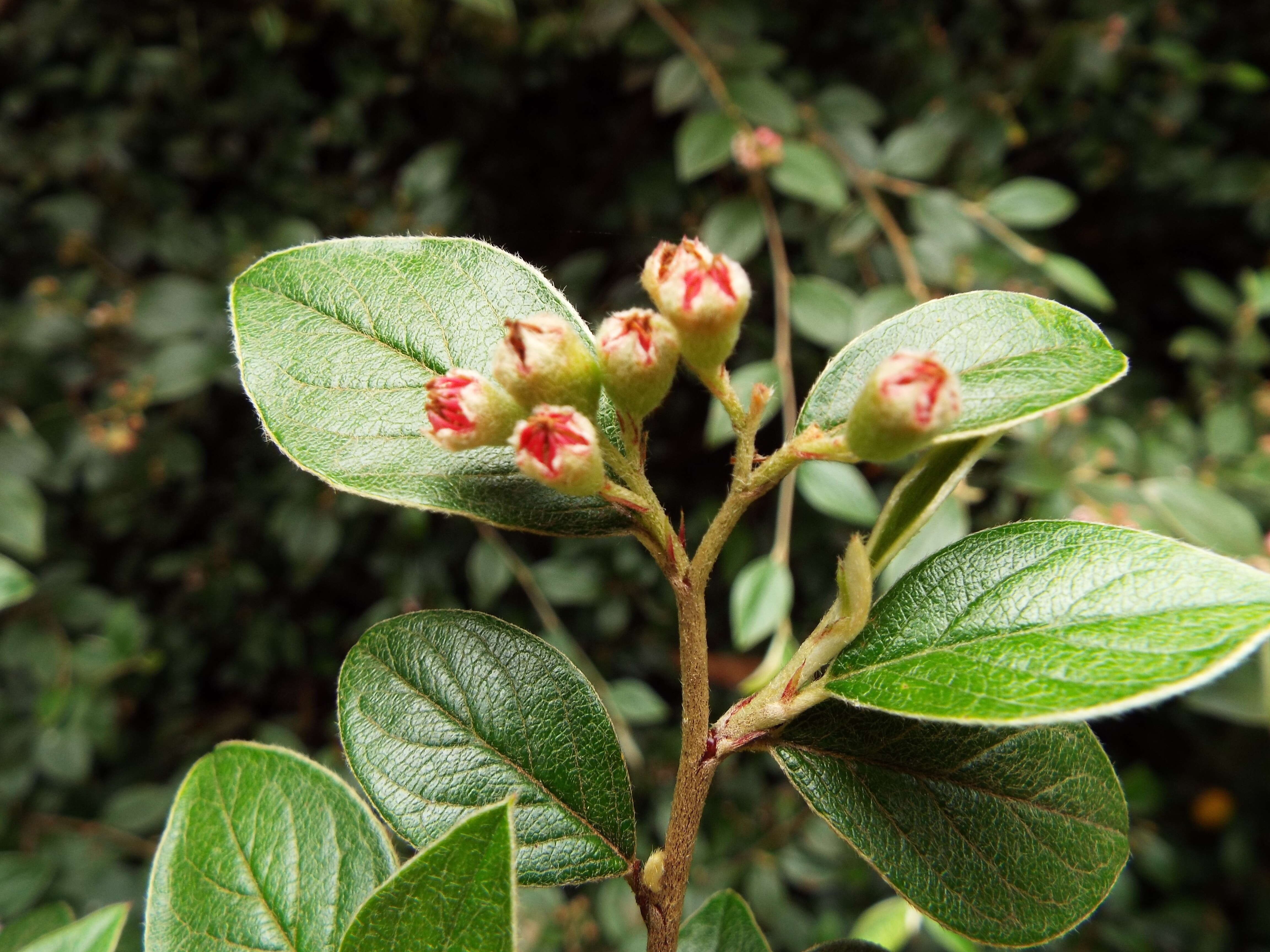 Sivun Cotoneaster pannosus Franch. kuva