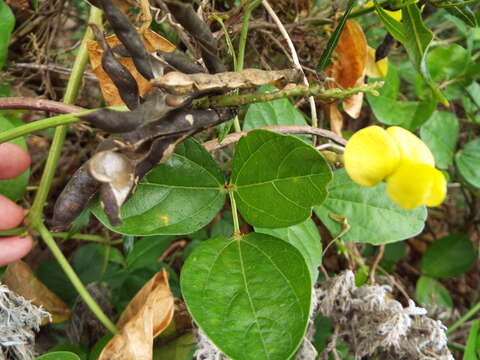 Imagem de Vigna marina (Burm.) Merr.