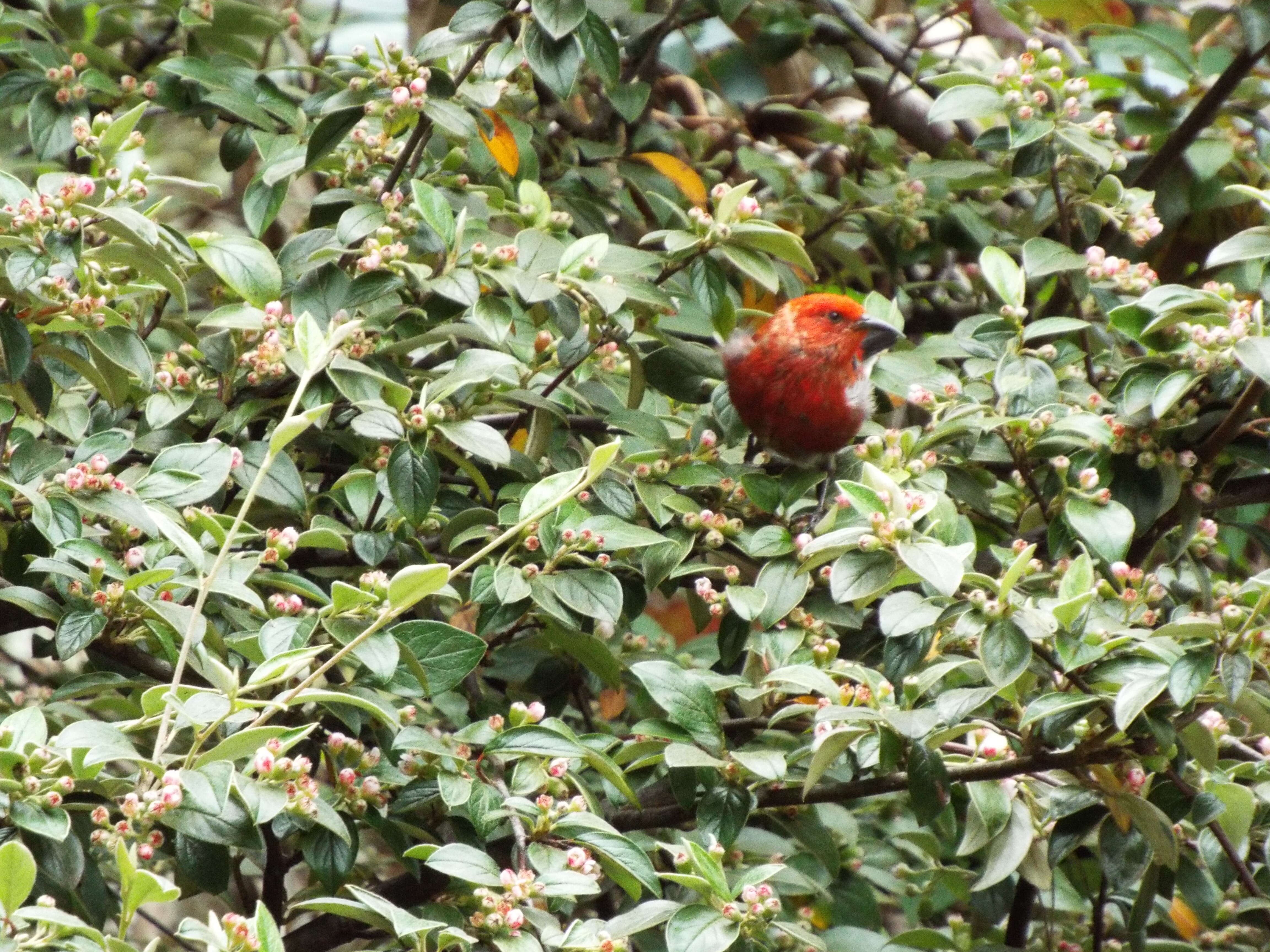 Sivun Cotoneaster pannosus Franch. kuva