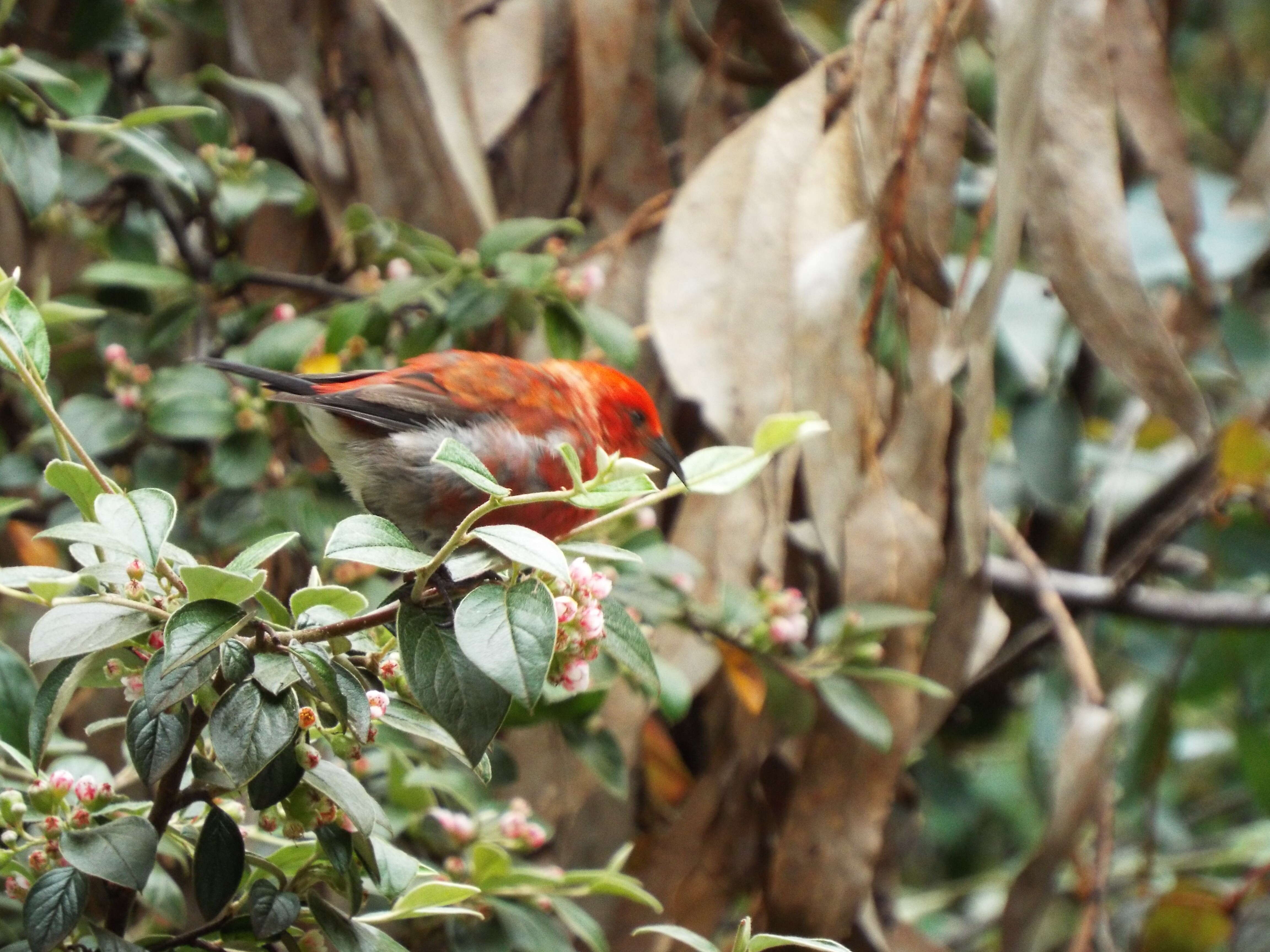 Sivun Cotoneaster pannosus Franch. kuva