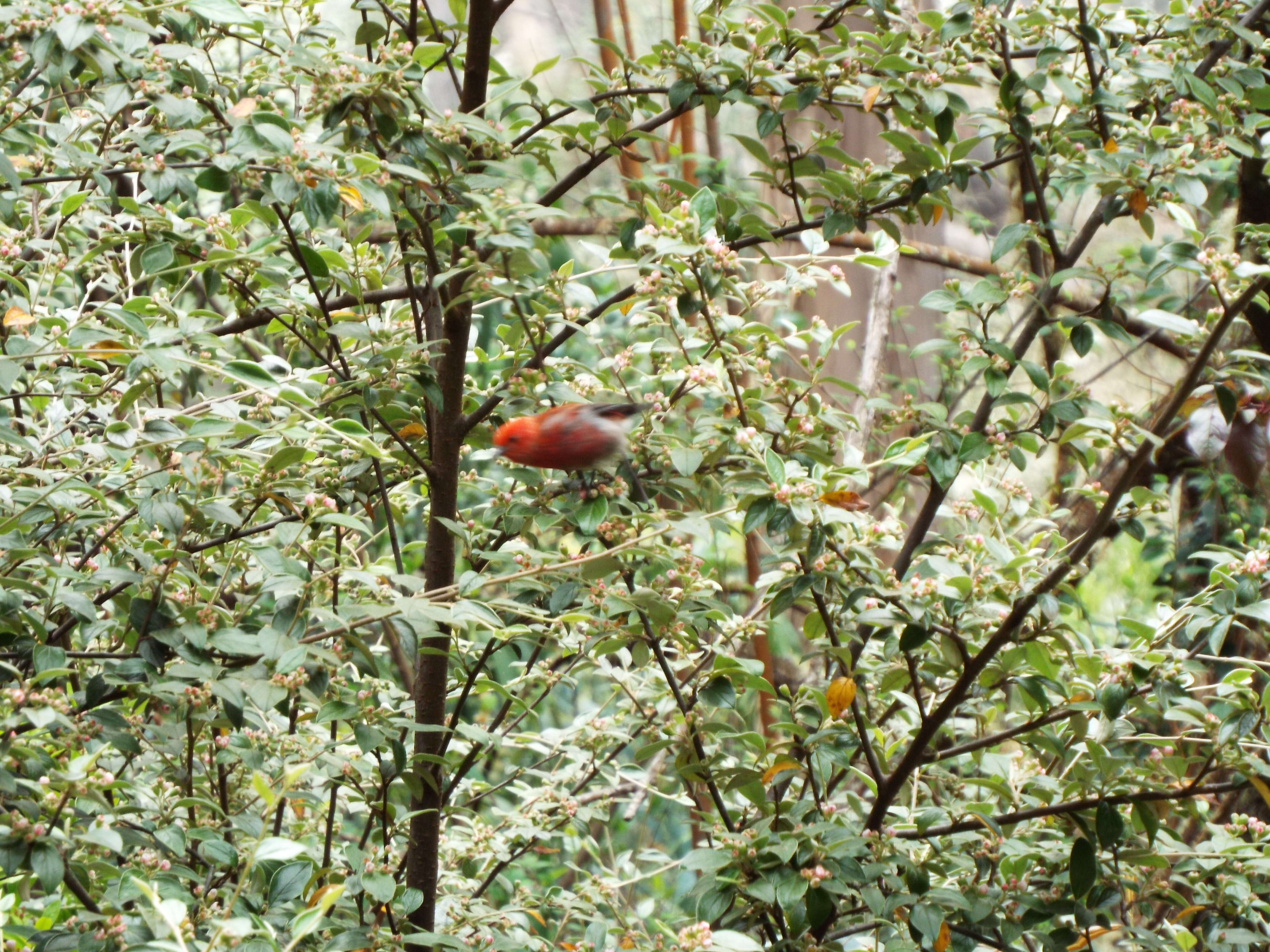 Sivun Cotoneaster pannosus Franch. kuva