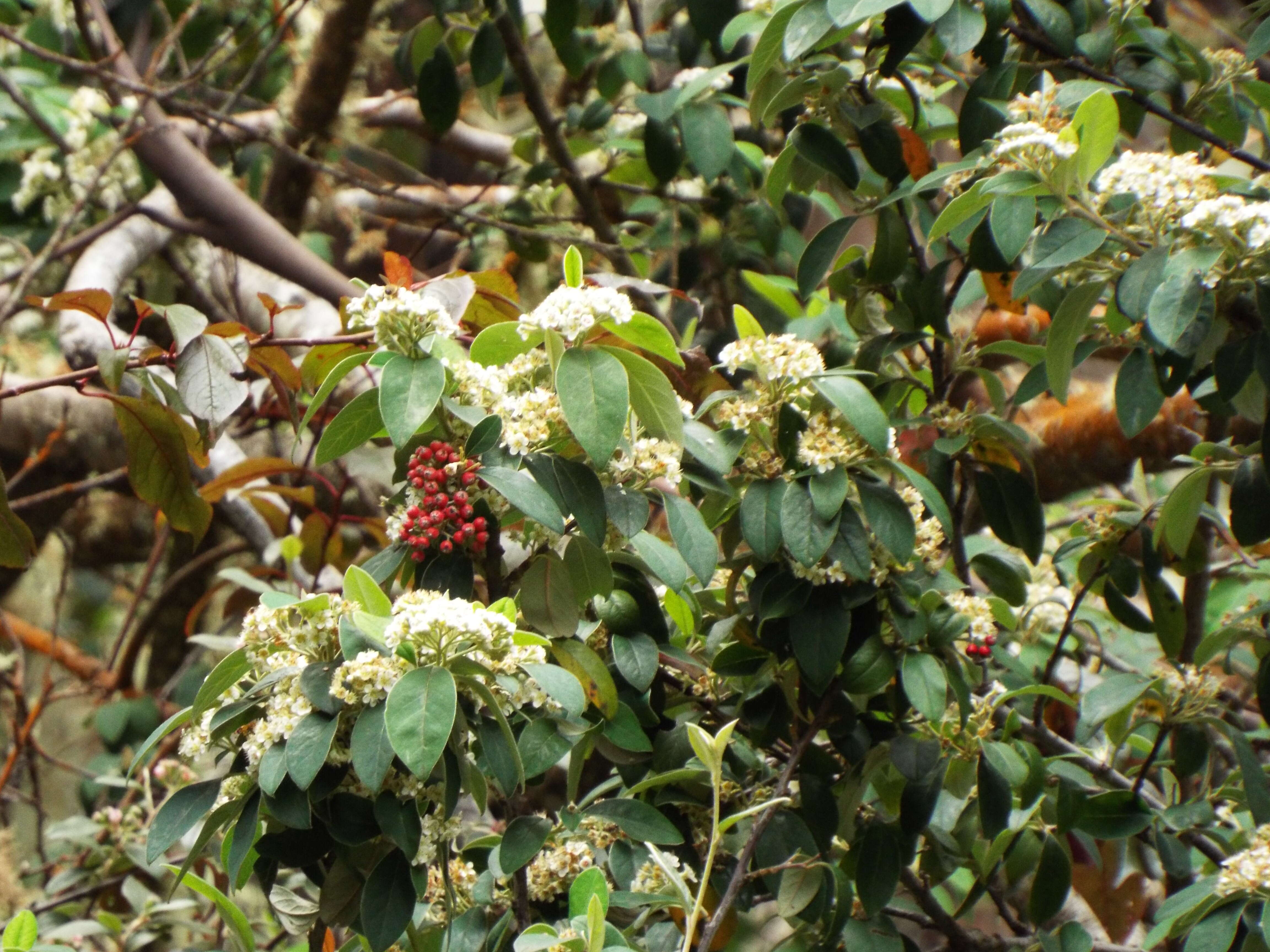 Sivun Cotoneaster pannosus Franch. kuva