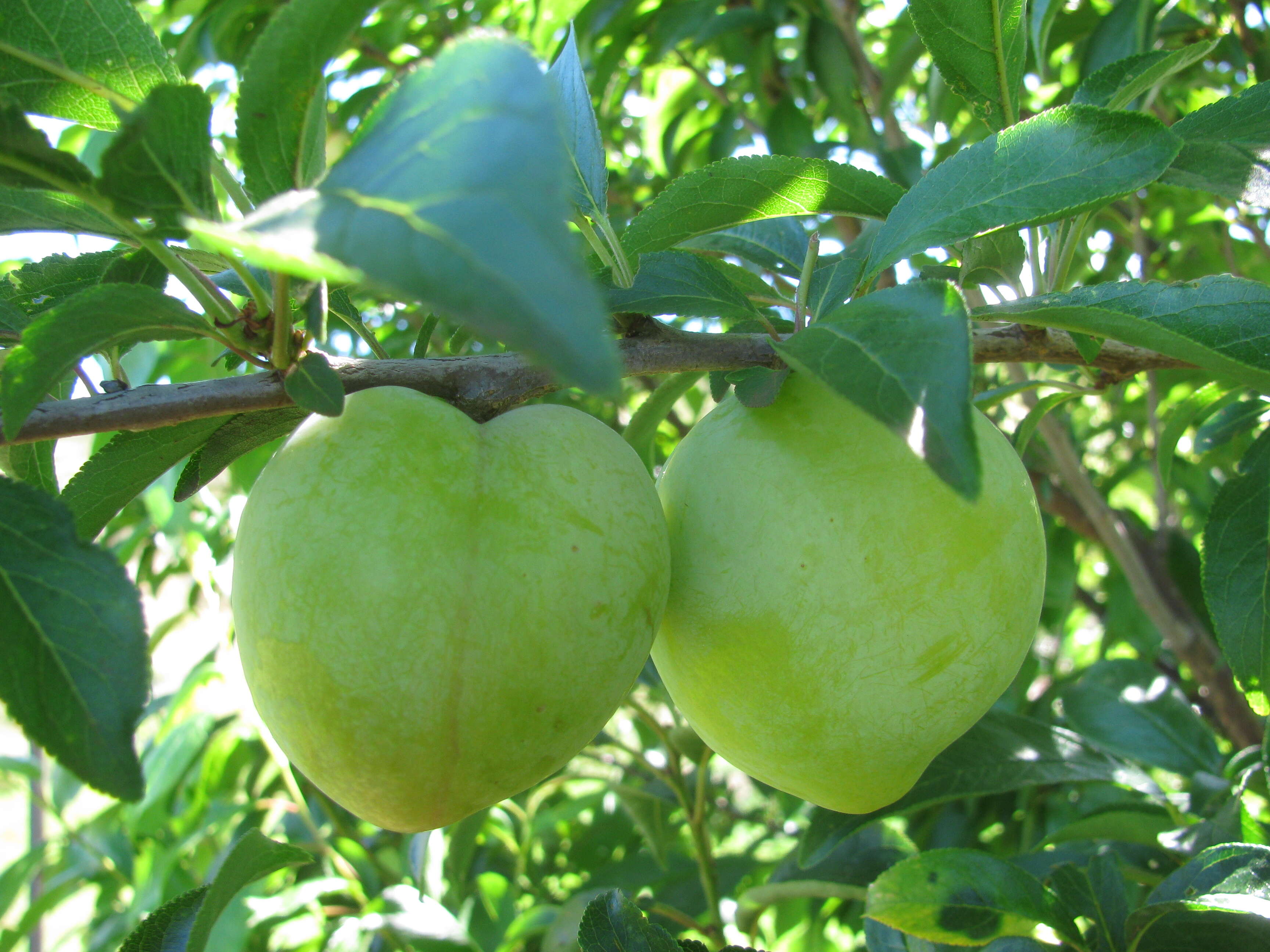 Imagem de Prunus salicina Lindl.