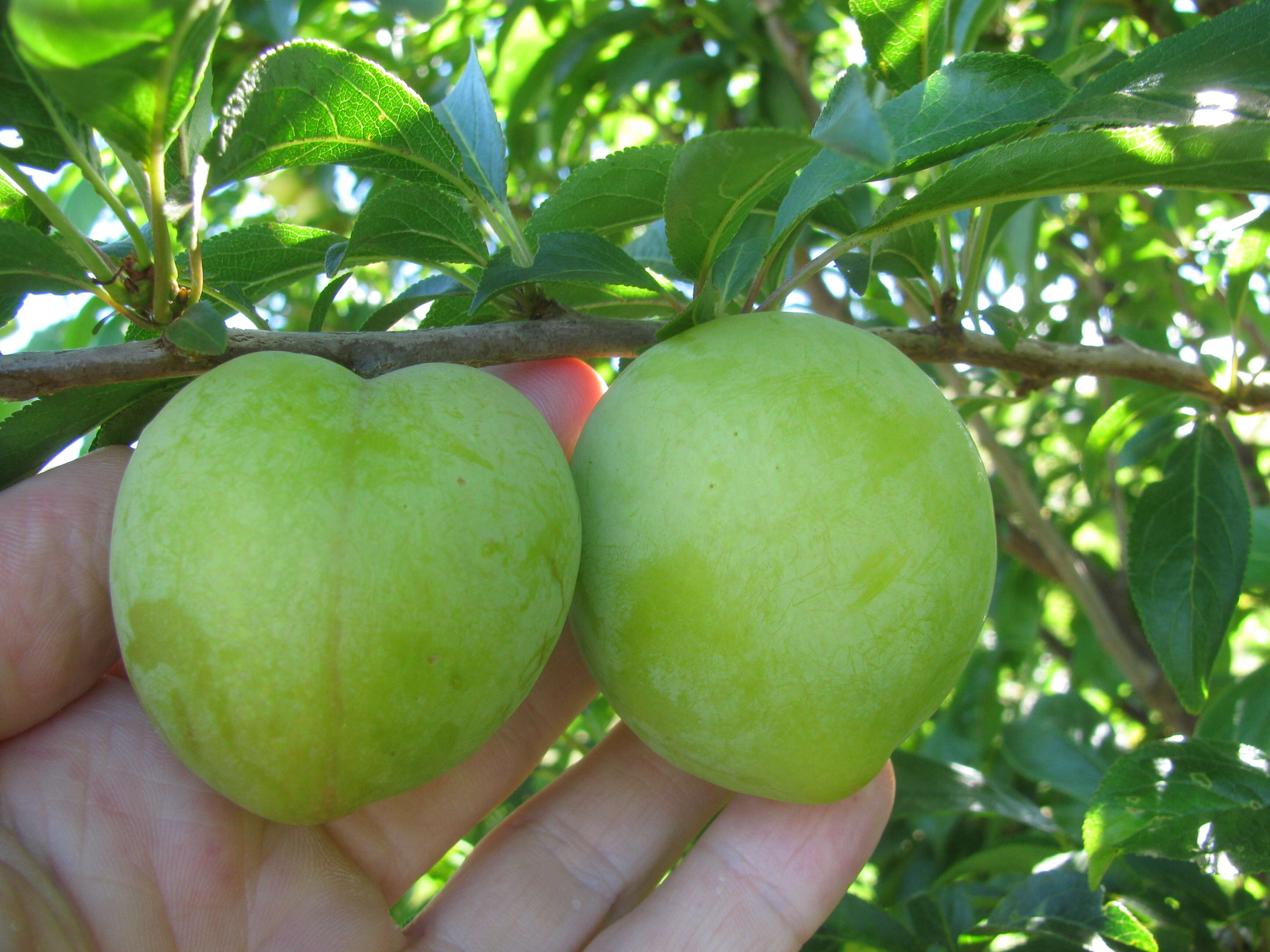 Imagem de Prunus salicina Lindl.