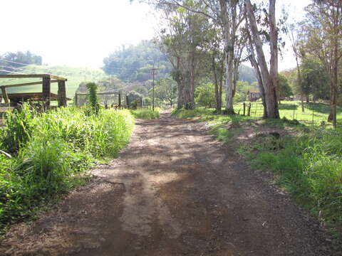 Image of forest redgum