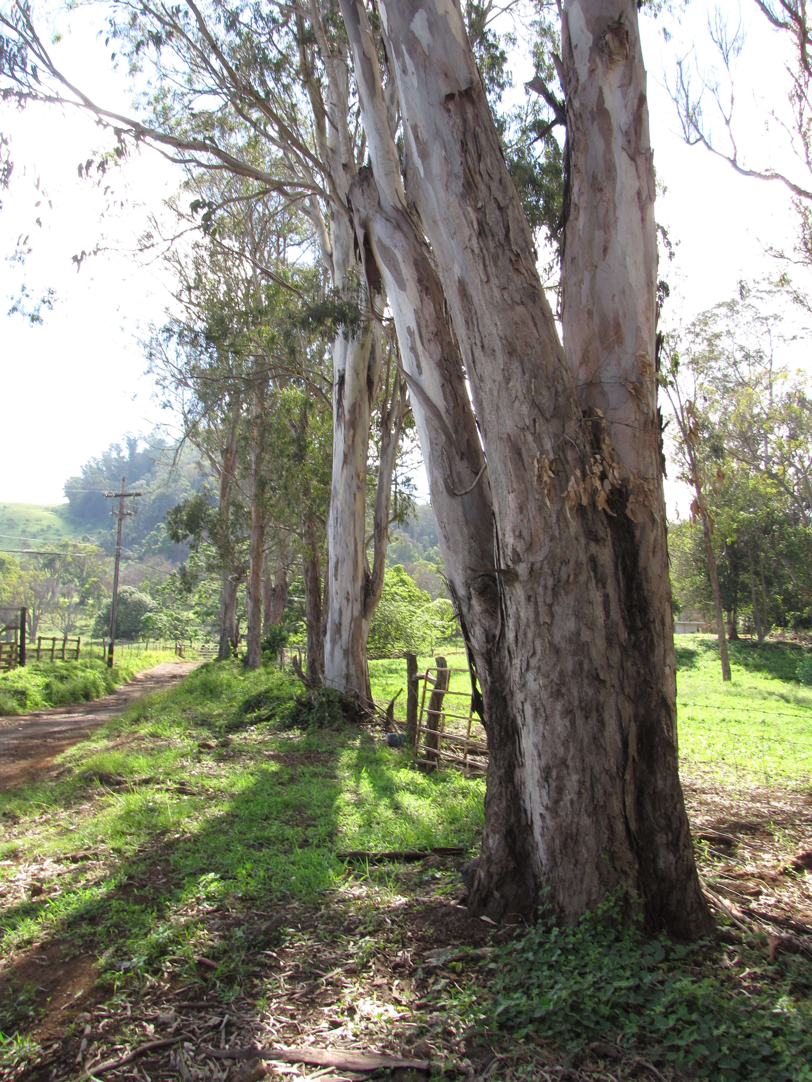 Imagem de Eucalyptus tereticornis Sm.