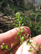 Image of Virginia pepperweed