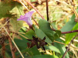 Plancia ëd Ipomoea triloba L.