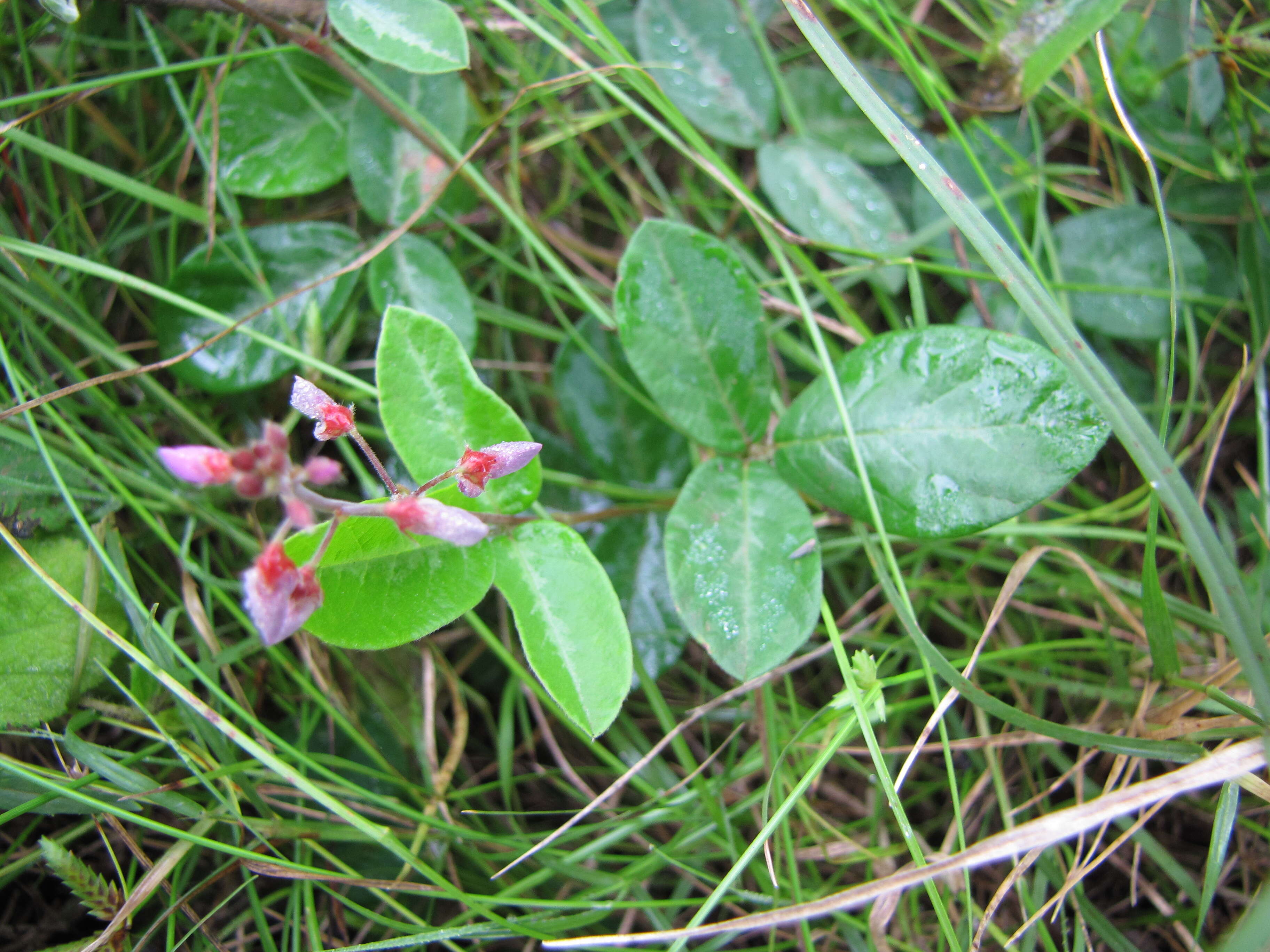 Image of zarzabacoa comun