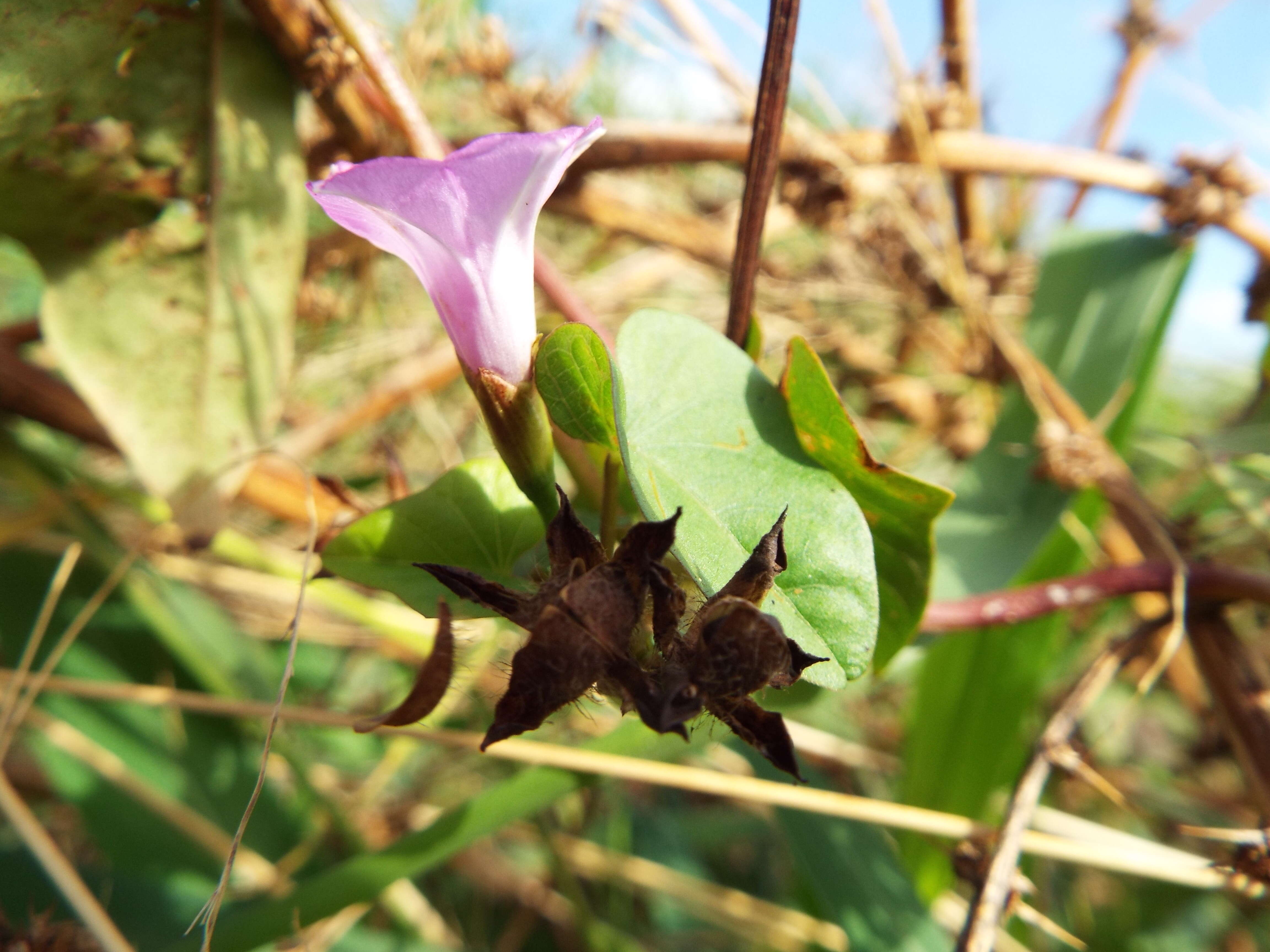 Plancia ëd Ipomoea triloba L.