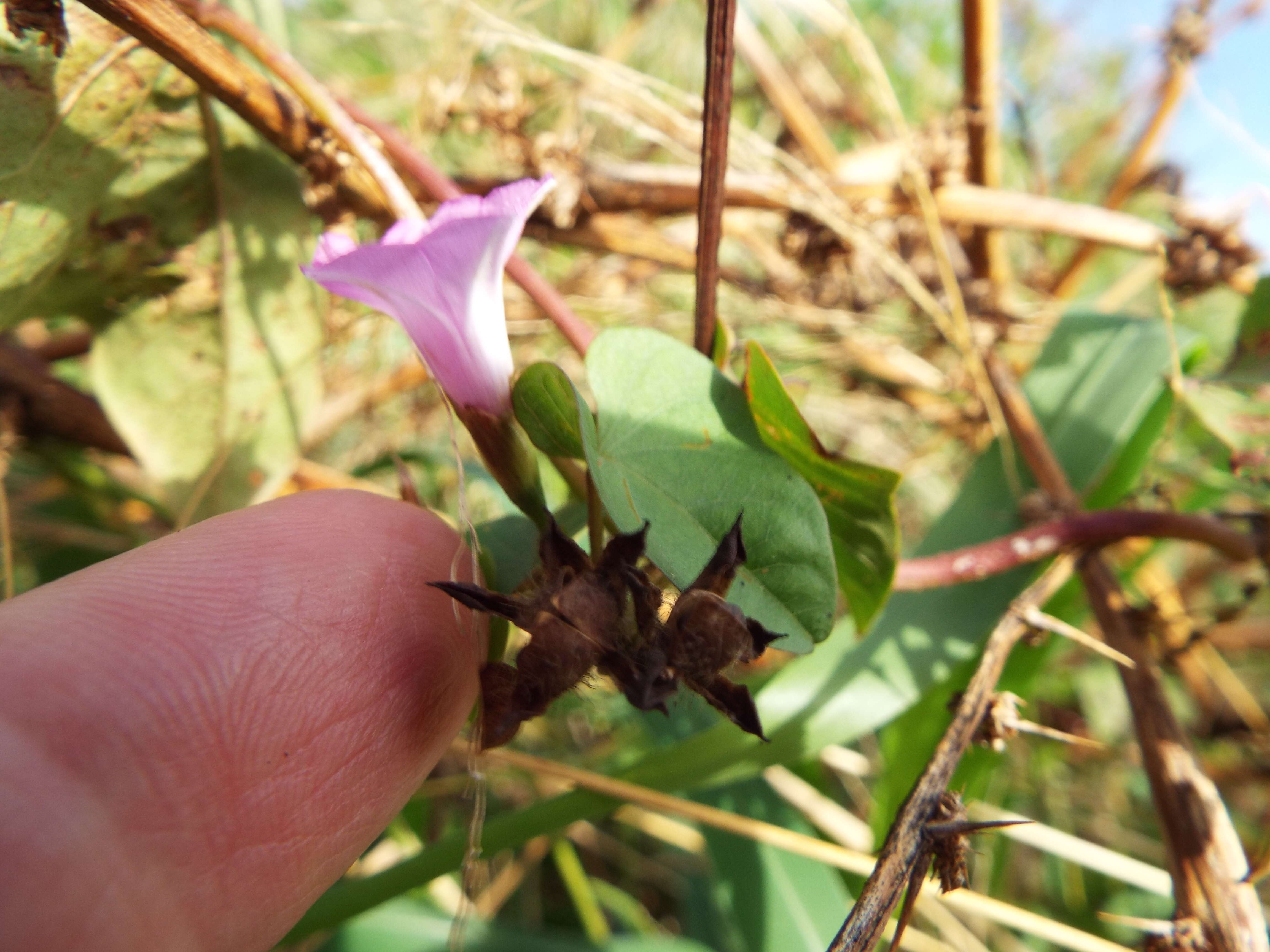 Plancia ëd Ipomoea triloba L.