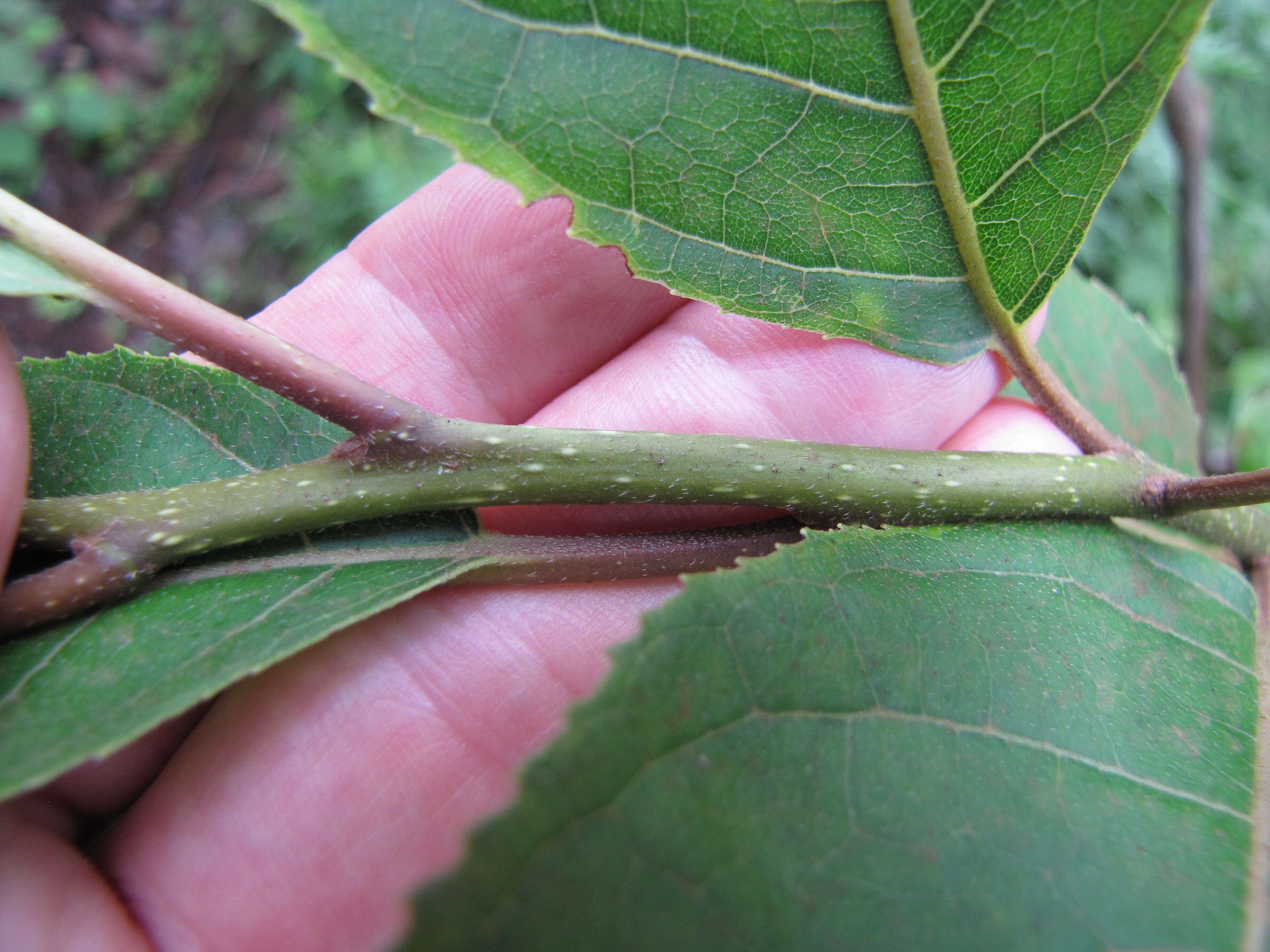 Plancia ëd Ehretia acuminata (DC.) R. Br.