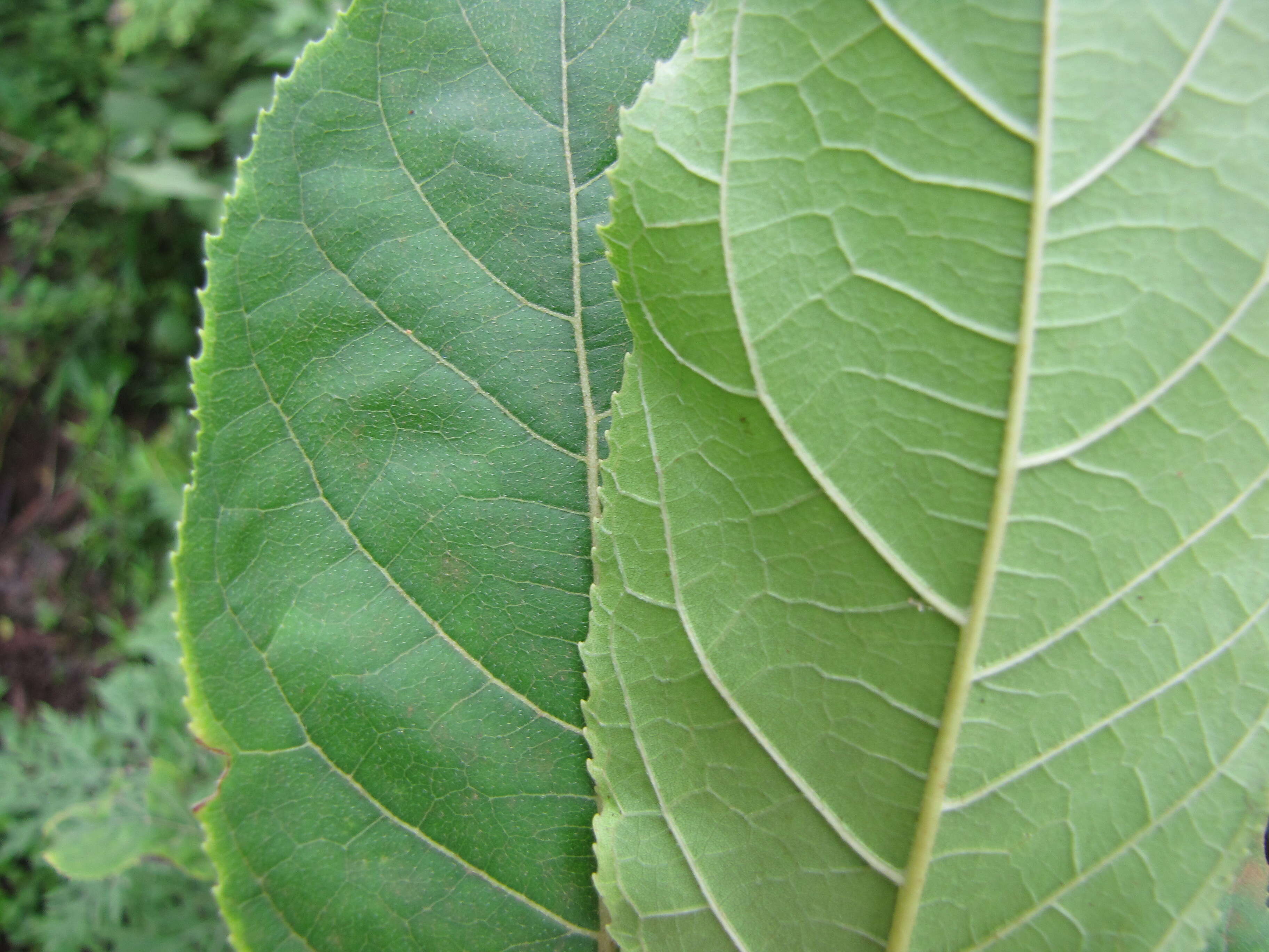 Plancia ëd Ehretia acuminata (DC.) R. Br.