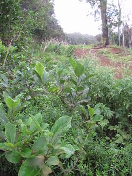 Plancia ëd Ehretia acuminata (DC.) R. Br.