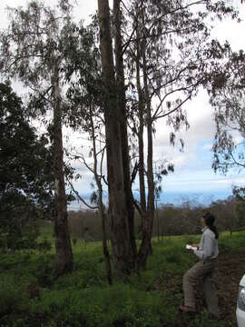 Image of forest redgum