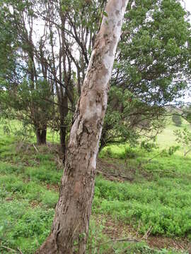 Image of forest redgum