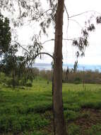 Imagem de Eucalyptus tereticornis Sm.