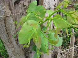 Image of forest redgum