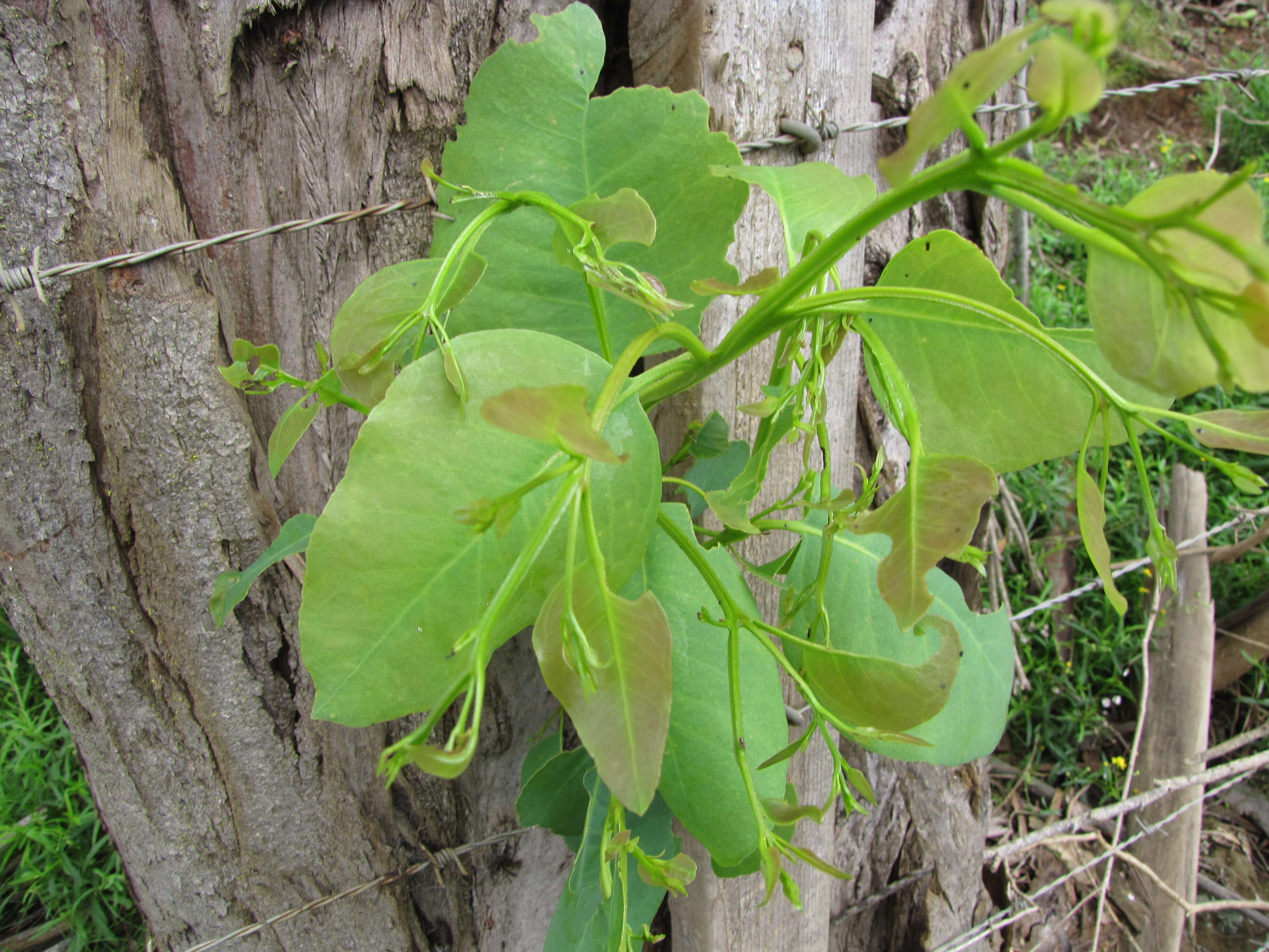 Imagem de Eucalyptus tereticornis Sm.