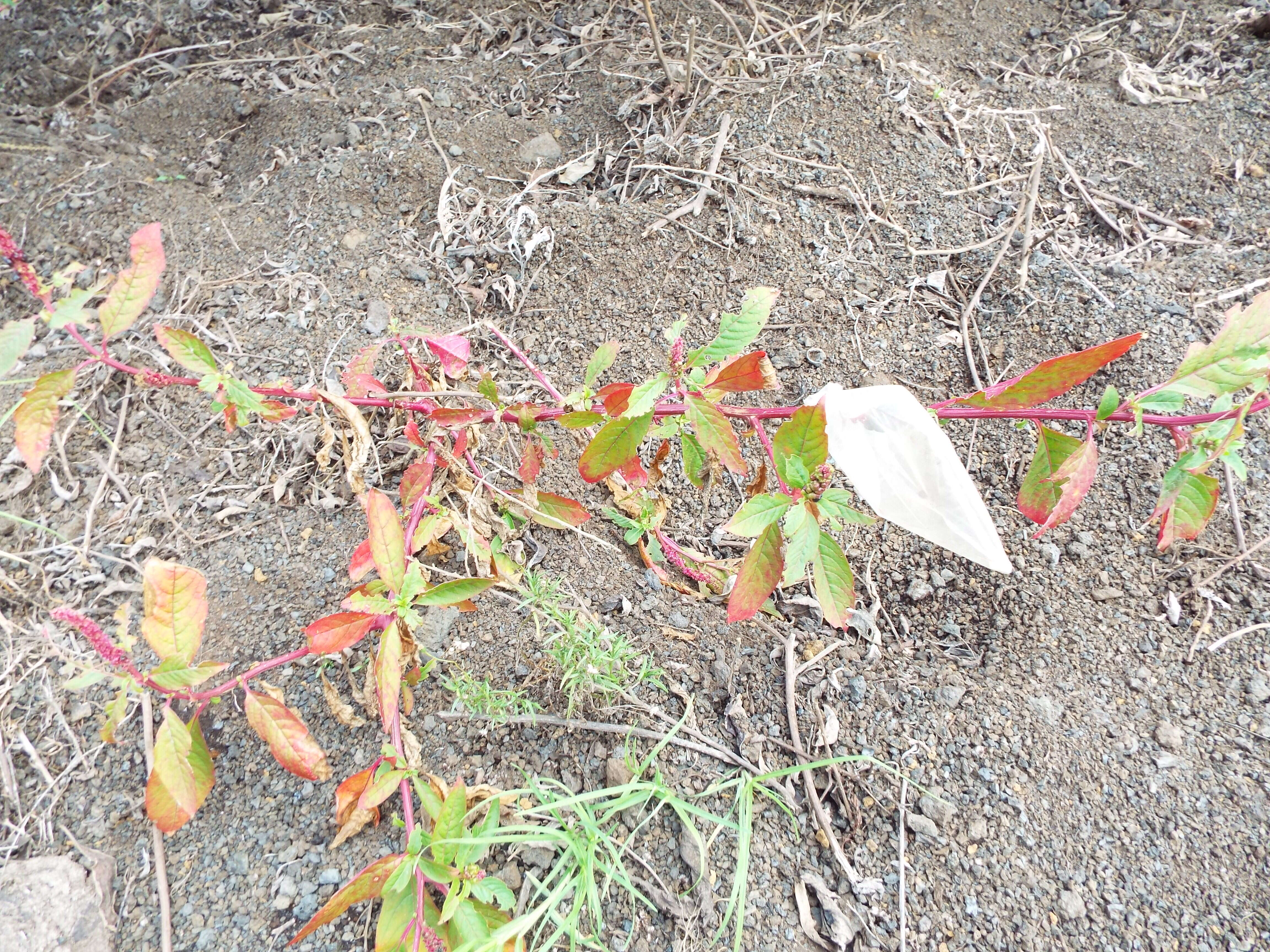 Image of tropical pokeweed