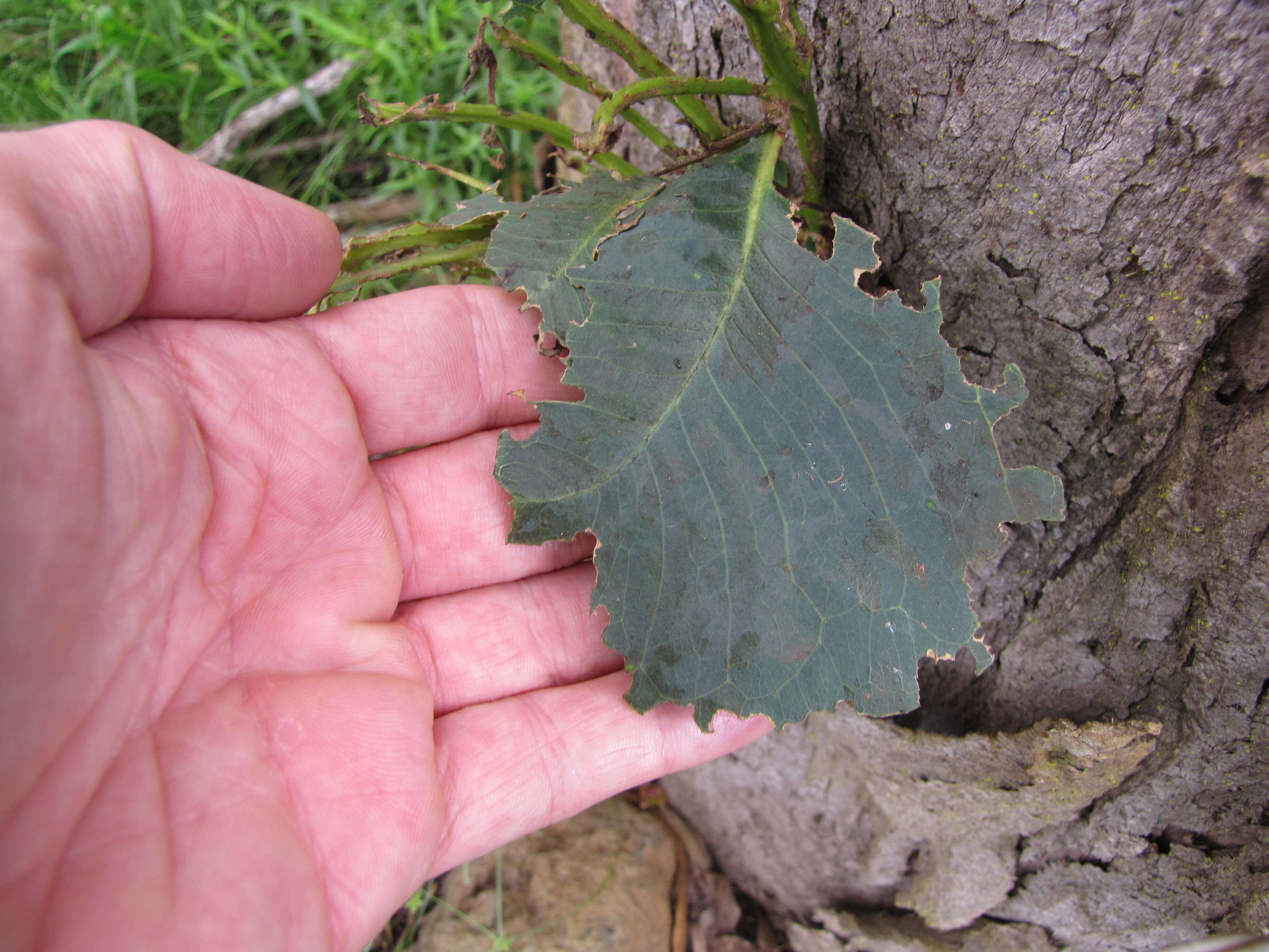 Imagem de Eucalyptus tereticornis Sm.