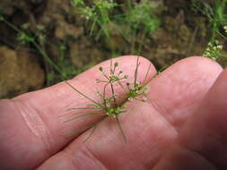 Image of marsh parsley