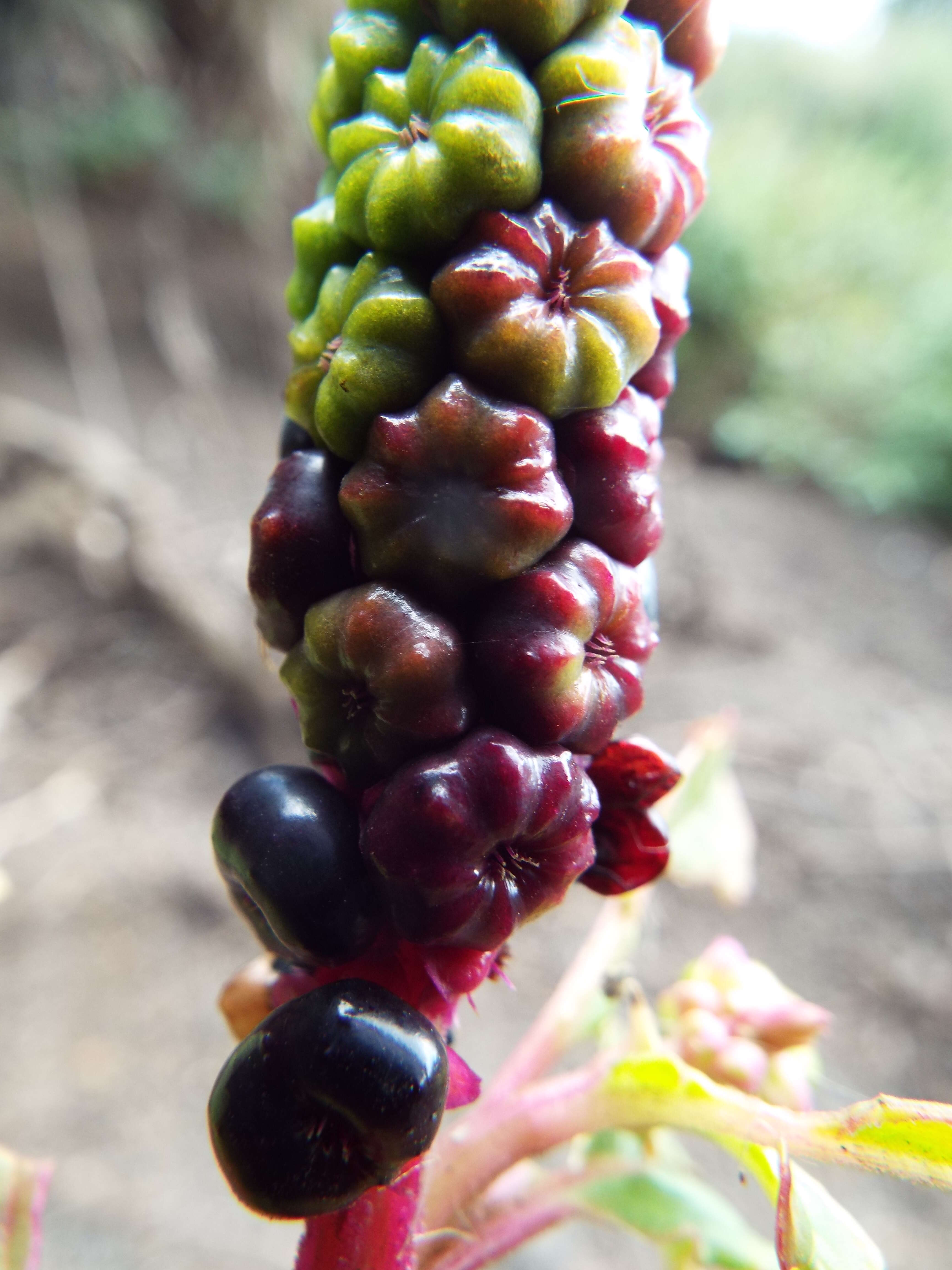 Image of tropical pokeweed