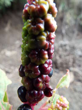 Image of tropical pokeweed