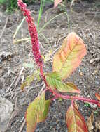 Image of tropical pokeweed