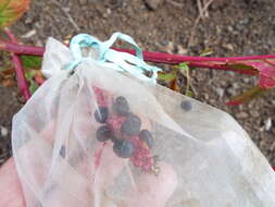 Image of tropical pokeweed