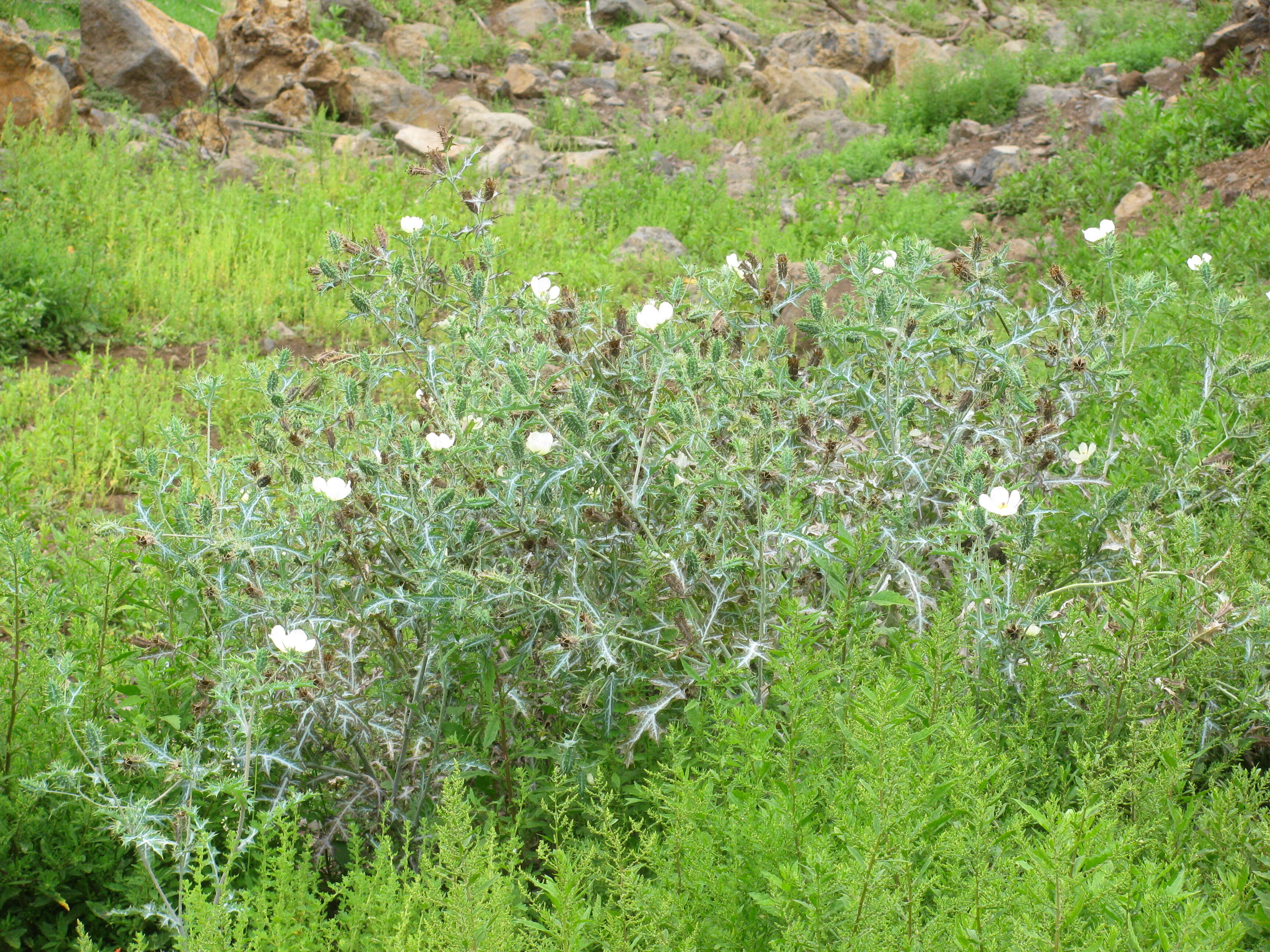 Image of Mexican pricklypoppy