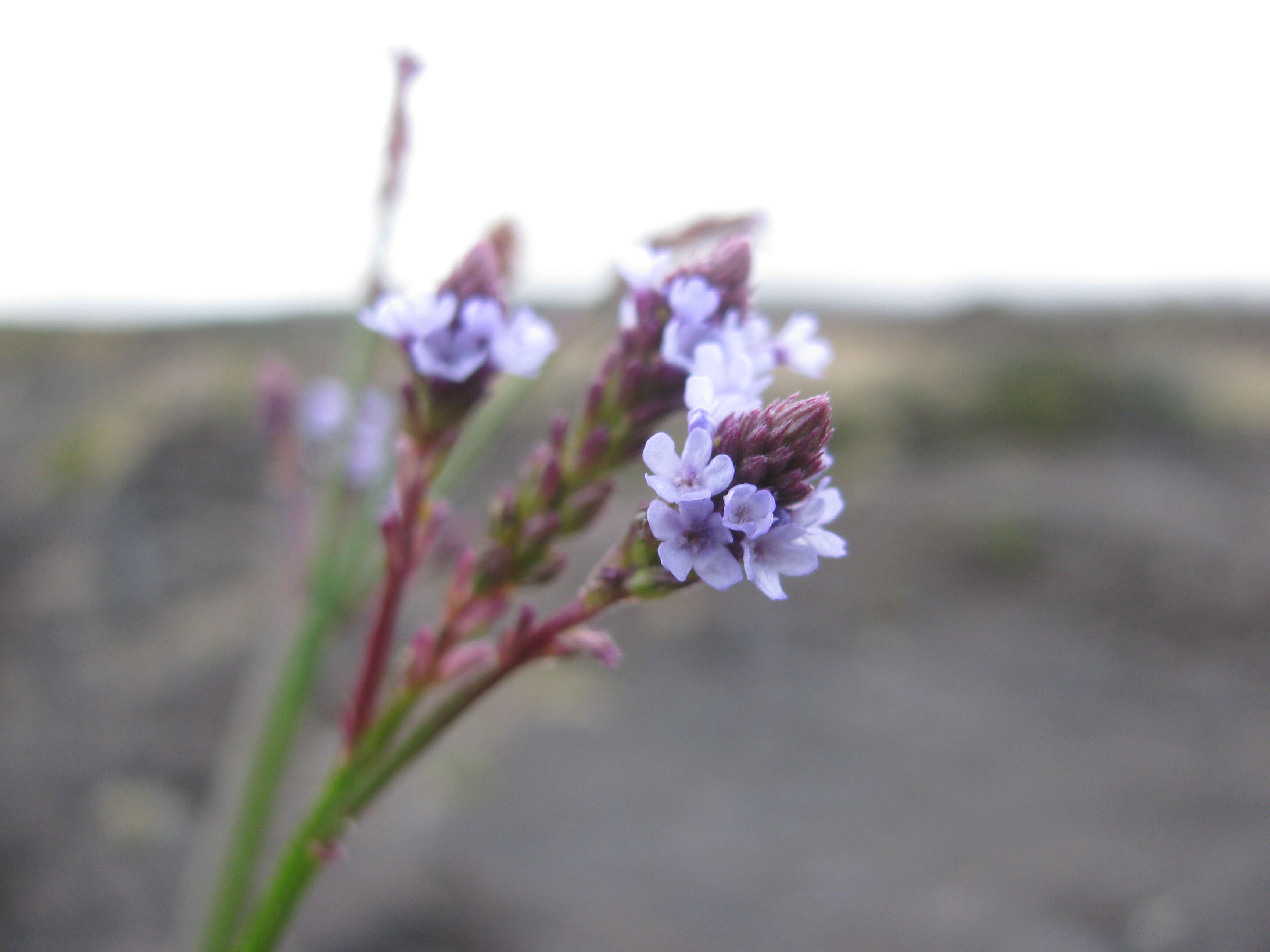 Sivun Verbena litoralis Kunth kuva